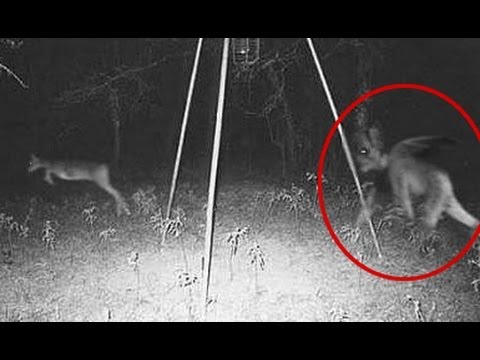 Demon Caught on Camera Chasing Deer?