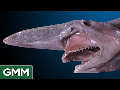 5 Real-Life Mythical Beasts