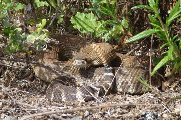 The summer of 2017 is shaping up as a big year for rattlesnakes