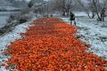 A man disposes of persimmons contaminated in the Fukushima disaster.