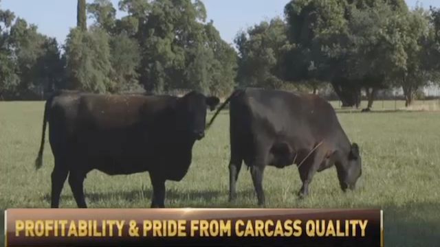 Beef producers are taking pride in seeing their products in supermarkets.