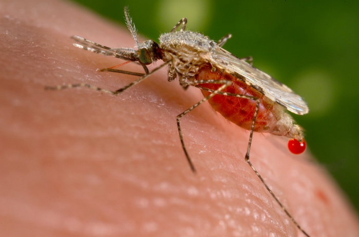 Iran close to wiping out Malaria