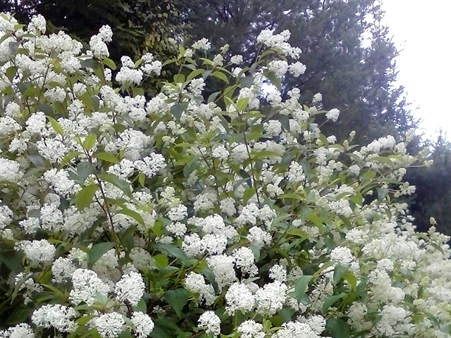 sm Ceanothus americanus New Jersey Tea