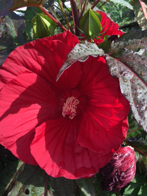 Hibiscus 'Midnight Marvel'