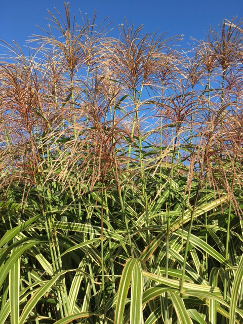 miscanthus-sinensis-dixieland