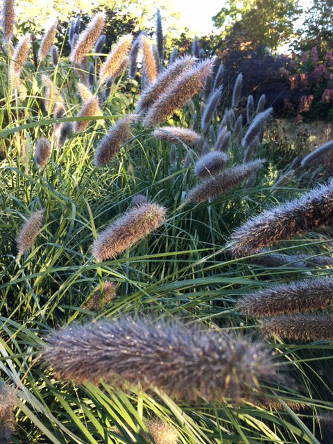 pennisetum-alopecuroides-fox-trot