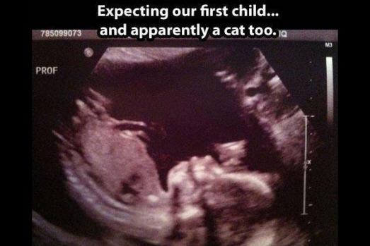 My wife and I are expecting our first child...and apparently a cat too. (<a ...