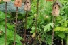 Little fairy garden birdhouses : <a href="https://au.pinterest.com/pin/548946642065680459/" target="_blank">Pinterest</a>