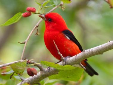 scarlet tanager