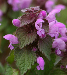 Lamium purpureum jamestown1.jpg