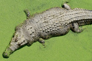 Crocodile at a crocodile farm near Yangon, Myanmar. TRAVELLER BIG PICTURE COMPETITION, 28th April 2017. NO OTHER USE ...