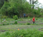 Ljubljana_Community_Gardens_1