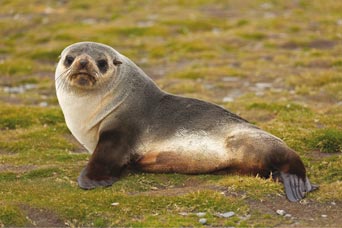 Falkland Islands, South Georgia and the Antarctic Peninsula on SALE