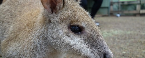 Wallaby (via flickr)