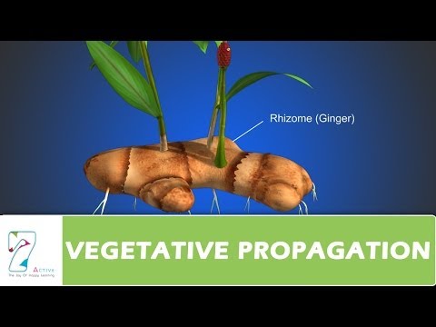 VEGETATIVE PROPAGATION