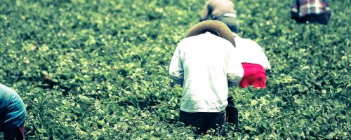 Fruit-picking