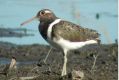 An Australian painted snipe, one of the country's endangered birds.