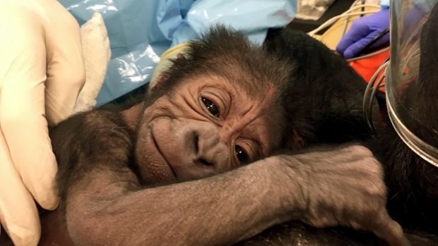 This photo provided by the Philadelphia Zoo shows a newly born western lowland gorilla resting on its mother Kira in ...