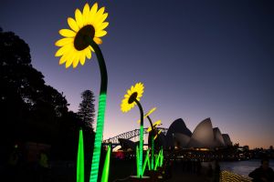 A queue of illuminated sunflowers forms part of Vivid Sydney 2017 in the Royal Botanic Garden.