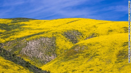 RESTRICTED  CALIFORNIA VALLEY, CA - MARCH 28:  Hillsides and cattle pastures along Highway 58 between Santa Margarita and McKittrick are covered in wildflowers as viewed on March 28, 2017, near Carrizo Plain National Monument, California. Located on the eastern border of San Luis Obispo, this high valley is experiencing an epic wildflower &quot;superbloom&quot; of goldfields, tidy tips, tickweed, fiddleheads, lupine, and hillside daisies. (Photo by George Rose/Getty Images)