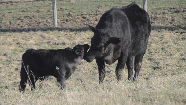 VIDEO: How Sanctuary Farm helped grow the vegan movement in America 