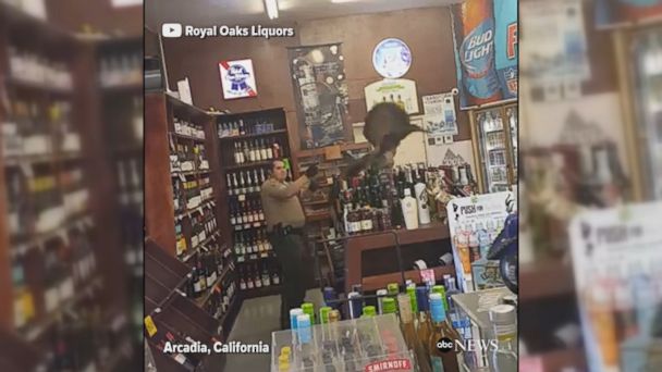 VIDEO: The peacock was captured and released to a nearby botanic garden after causing $500 in damage in a California liquor store.