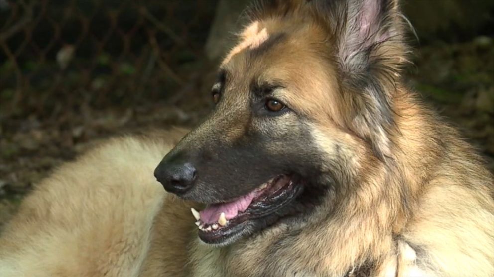 VIDEO: Annie Geiger was woken up by her American Shepherd as smoke filled her home.