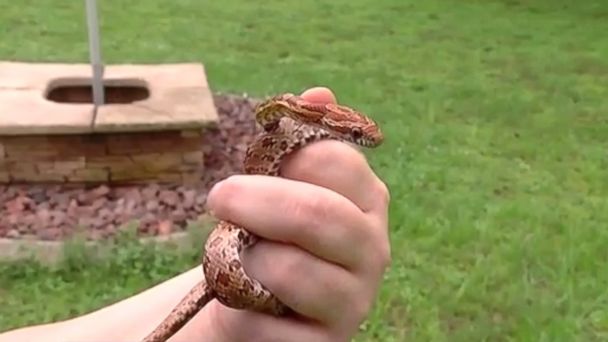 PHOTO: A Florida mother holds the snake that she allowed to bite her one-year-old daughter. 