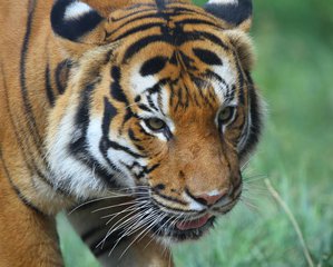 Malayan Tiger - taken at the Cincinnati Zoo and Botanical Garden.