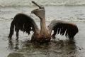 A pelican mired in oil from BP's Gulf of Mexico spill.