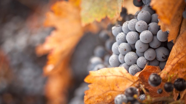 Lush, Ripe Wine Grapes with Mist Drops on the Vine Ready for Harvest.