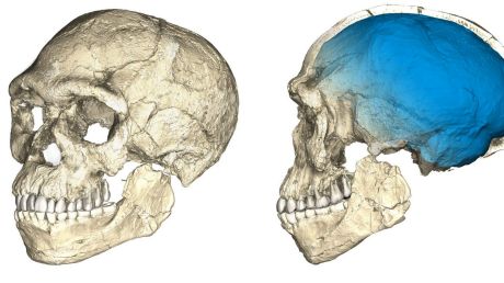 A composite reconstruction of the earliest known Homo sapiens fossils from Jebel Irhoud, based on microcomputed ...