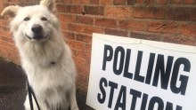 A dog named Wolfie sits in front of a polling station sign in the UK.