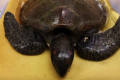 Tina the Turtle was found near Shoalwater with her intestines "filled with rubbish."