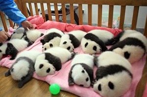 Panda cubs nap in the nursery.