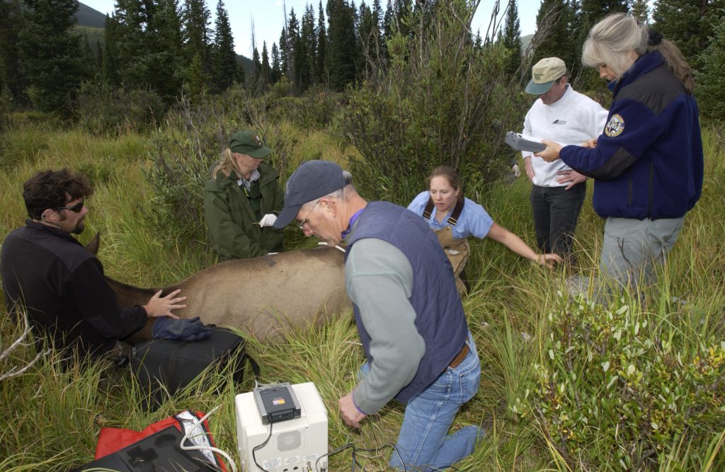 of-rats-turtles-moose-and-marconi-1