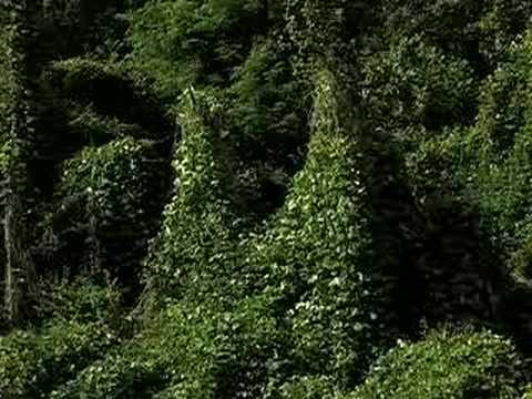 Kudzu