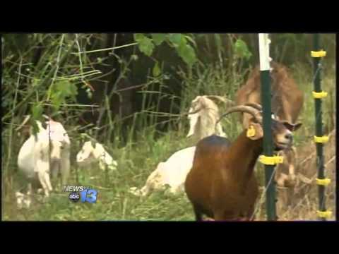 Goats Clear Kudzu