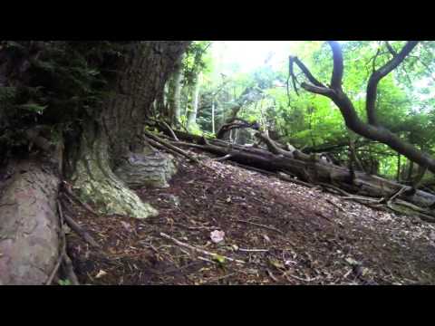 Boxley Woods Trail - MTB