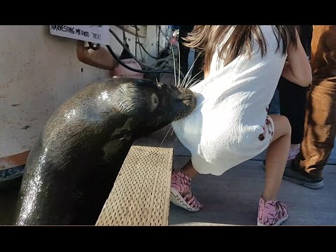 Killer Sea lion drags girl into Steveston waters