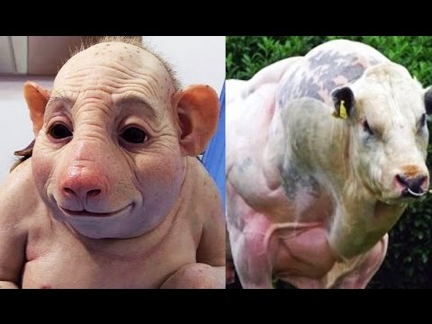 10 Craziest  Animals Created By Man