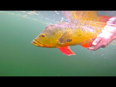 Clear Water Peacock Bass Fishing -- Miami Florida