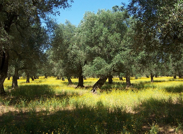 'The beauty, music and people of Salento keep me coming back for more'