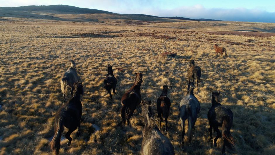 Brumbies in the hogh grasslands near Kiandra in the Snowy Mountains. 