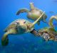 Green turtles swimming in the Great Barrier Reef, Queensland. 