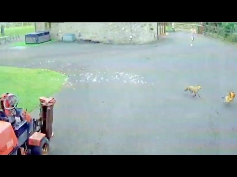 CCTV Shows Chase Between Teenager, Fox And Chicken