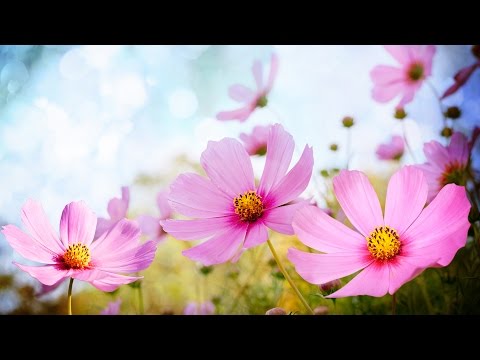 Morning Relaxing Music - Happy and Positive Energy (Diana)