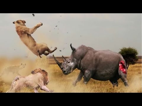 Rhino killing lion - The wild animals attack