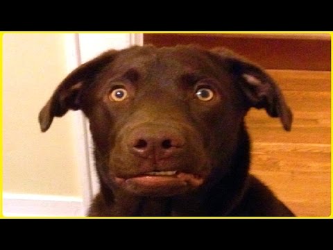 10 Funny Chocolate Lab Videos