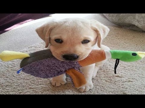 Sweet  Labrador Retriever Puppies | Adorable Golden Labs Compilation